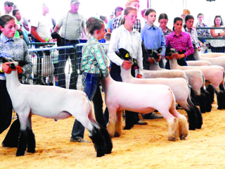 Madison Co Fair